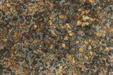Polished Sericho Pallasite Meteorite (g) - Kenya #232275-3